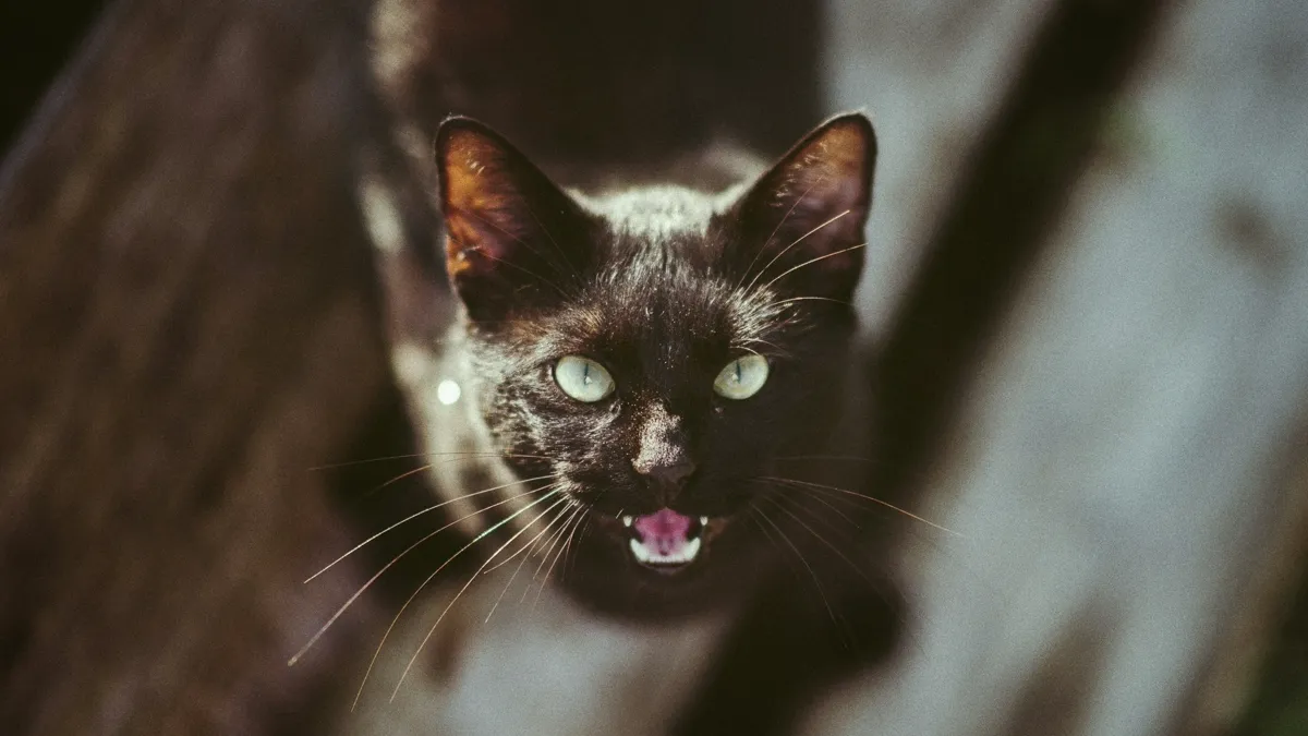 黒猫が口を開けている